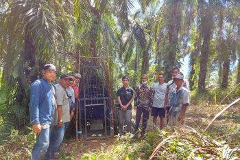 Beruang madu menyerang warga Pasbar, BKSDA Sumbar pasang perangkap