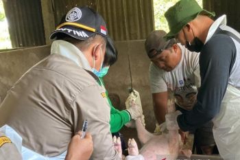 Sulut pasok daging babi 450 ton ke sejumlah daerah