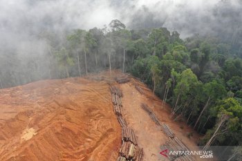 100 pemimpin dunia termasuk Indonesia sudah hentikan penggundulan hutan di 2030