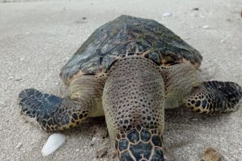 Penyu sisik ditemukan terdampar di Pantai Mutiara Baru
