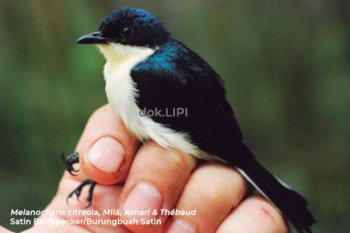 LIPI temukan 'Satin' jenis baru Burungbuah di Papua Barat