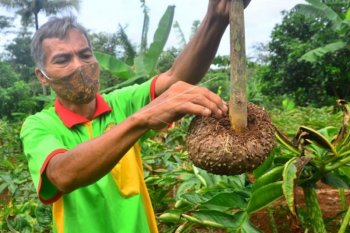 Pemprov Sumsel dorong petani tanam porang  tingkatkan pendapatan