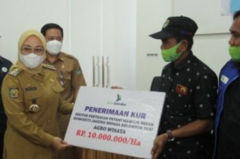 Bank Sulselbar salurkan KUR untuk petani