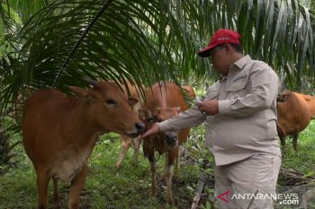 Pemkab Pasaman Barat lakukan layanan kesehatan hewan ternak sapi