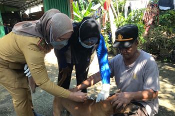 Dinas Peternakan OKU vaksin  anti rabies ratusan ekor anjing liar