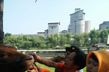 Diskannak OKU pastikan kesehatan hewan kurban layak dikonsumsi