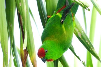Yayasan KOMIU Sulteng  teliti 109 burung hidup di hutan Sulteng