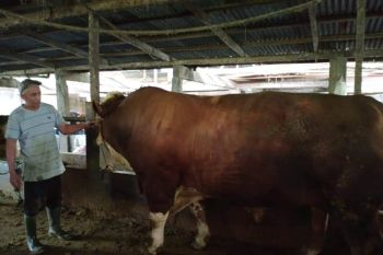 Seekor sapi seberat 1,3 ton milik peternak Agam, calon hewan kurban Presiden RI