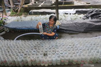 Peternakan Ikan Cupang