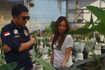 Sulut ikut jadi pengekspor bunga Alocasia ke sembilan  negara