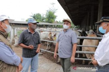 Pemprov Babel - Lampung jajaki pengembangan sapi Australia