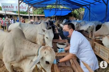 Distanak Bandarlampung sebut kebutuhan hewan kurban capai 5.000 ekor