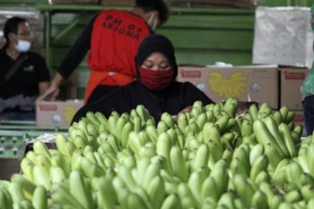 Lampung terus kembangkan komoditas hortikultura