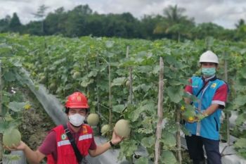 PLN:Petani di Timika telah beralih ke pompa listrik
