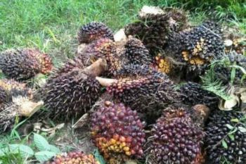 Harga kelapa sawit di Mesuji Lampung turun Rp100/kg