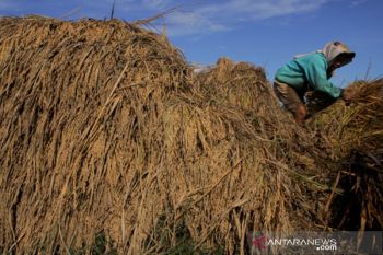 Realisasi serapan gabah Perum Bulog Sulselbar