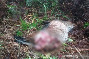 Harimau Sumatera memangsa dua ekor kambing warga Riau