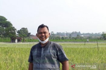 Pakar: Musim tanam ketiga, gunakan varietas tahan kekeringan
