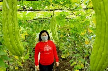 Ketua DPRD Kotim menilai agrowisata potensial dikembangkan