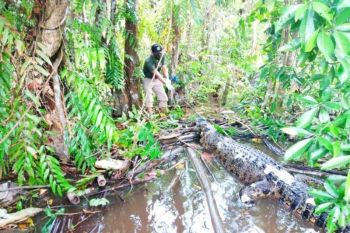 42 orang warga Kotawaringin Timur jadi korban serangan buaya