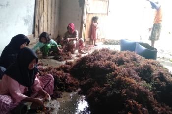 Volume ekspor perikanan Lampung naik 2,3 persen dalam lima bulan terakhir