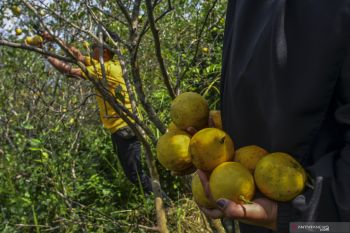 Harga buah lemon anjlok, petani menjerit