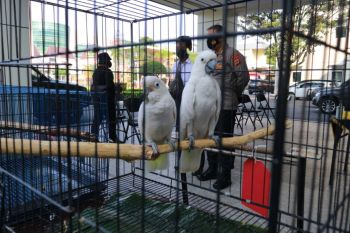 Polda DIY meringkus dua penjual satwa dilindungi