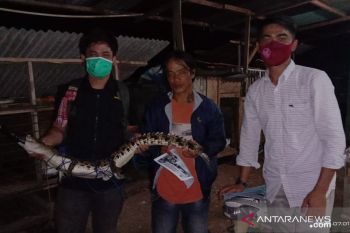 Anak buaya muara ini diduga tersesat di Lubukbasung, akhirnya ditangkap seorang pemancing