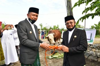 Kementan cari sapi kurban Presiden Jokowi di Maros dan Gowa