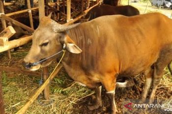 Bentuk pengawas, Pekanbaru targetkan 11.000 ekor hewan kurban