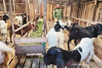 DKPP Palangka Raya bentuk tim pemeriksa kesehatan hewan kurban