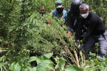 Polisi gagalkan peredaran 529 Kg ganja jaringan Sumatera-Jawa