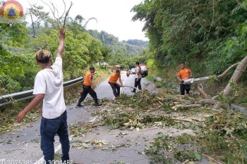 Jalan Matua-Padang Lua Agam tertutup  pohon tumbang