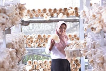Bangkit dari kesedihan, Rahmawati sukses budidayakan jamur tiram