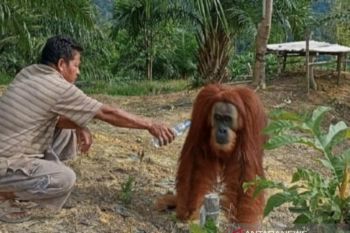 Kabur dari TNBT, Orangutan bernama Rocky masih berkeliaran bebas