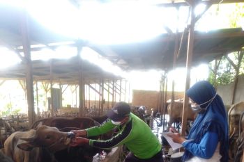 Masyarakat OKU diimbau tidak potong sapi betina produktif
