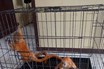 Petani di Pasaman serahkan dua ekor simpai ke KSDA