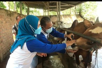 Ratusan ekor sapi dan domba di OKU tak layak kurban
