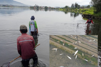 Warga ramai-ramai menangkap ikan Danau  Diatas yang tiba-tiba jinak