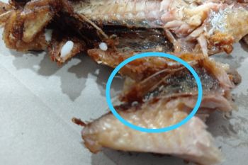 Waduh, di jatah makan siang pasien COVID-19 di Inhil ditemukan belatung