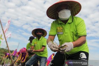 Hasil panen menjanjikan, Pemkab Situbondo kembangkan bibit padi BK-900