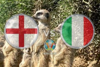 Euro 2020 - Meerkat mistik prediksi Inggris akan memenangi final