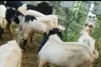 Pedagang hewan qurban di Palembang  mulai terima pesanan