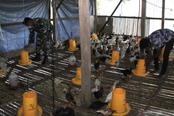 Kodim Kupang budidayakan ayam KUB tingkatkan ekonomi masyarakat pedesaan