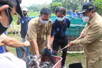 Pokdakan di Kulon Progo tidak alami dampak PPKM darurat