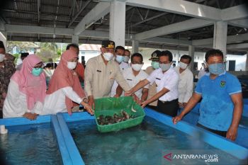Potensi budidaya ikan kerapu Sumbar belum tergarap maksimal