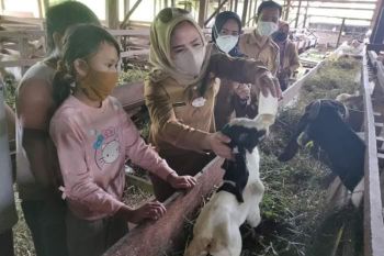 Usaha menjanjikan, Wabup Seruyan dorong warga ternak kambing