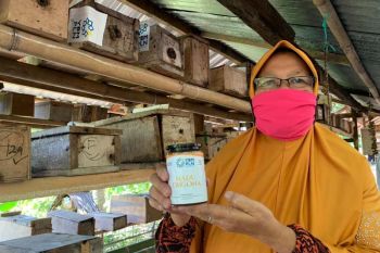 YBM PLN NTB menginisiasi kawasan desa wisata berbasis madu trigona