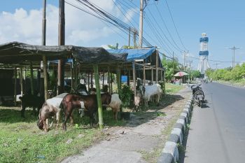 Distan Mataram menemukan penyakit pada hewan kurban