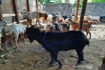 Jelang Idul Adha,  Baubau bentuk tim pengawasan hewan Kurban